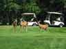 Wildlife