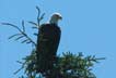 Majestic-Eagle